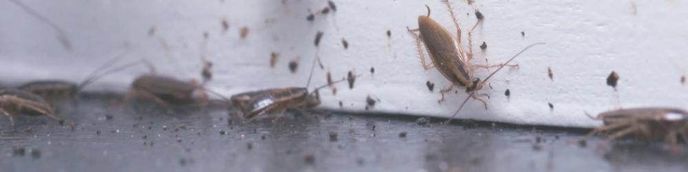 Public Health Insects