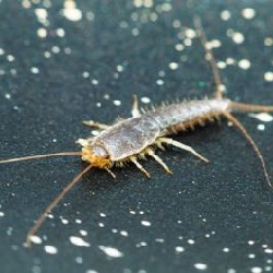 Silverfish