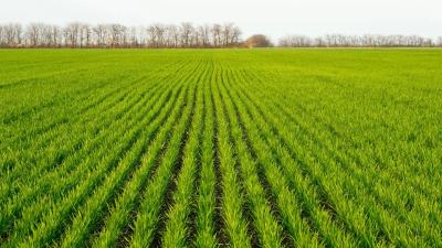 Understanding Ferric Phosphate: The Science Behind Effective Slug Control