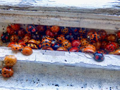 Ladybird Invasion 2025: Why the UK is Crawling with Harlequin Ladybirds (and What You Can Do About It)