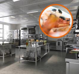 How utilising fly screens can protect your clients
