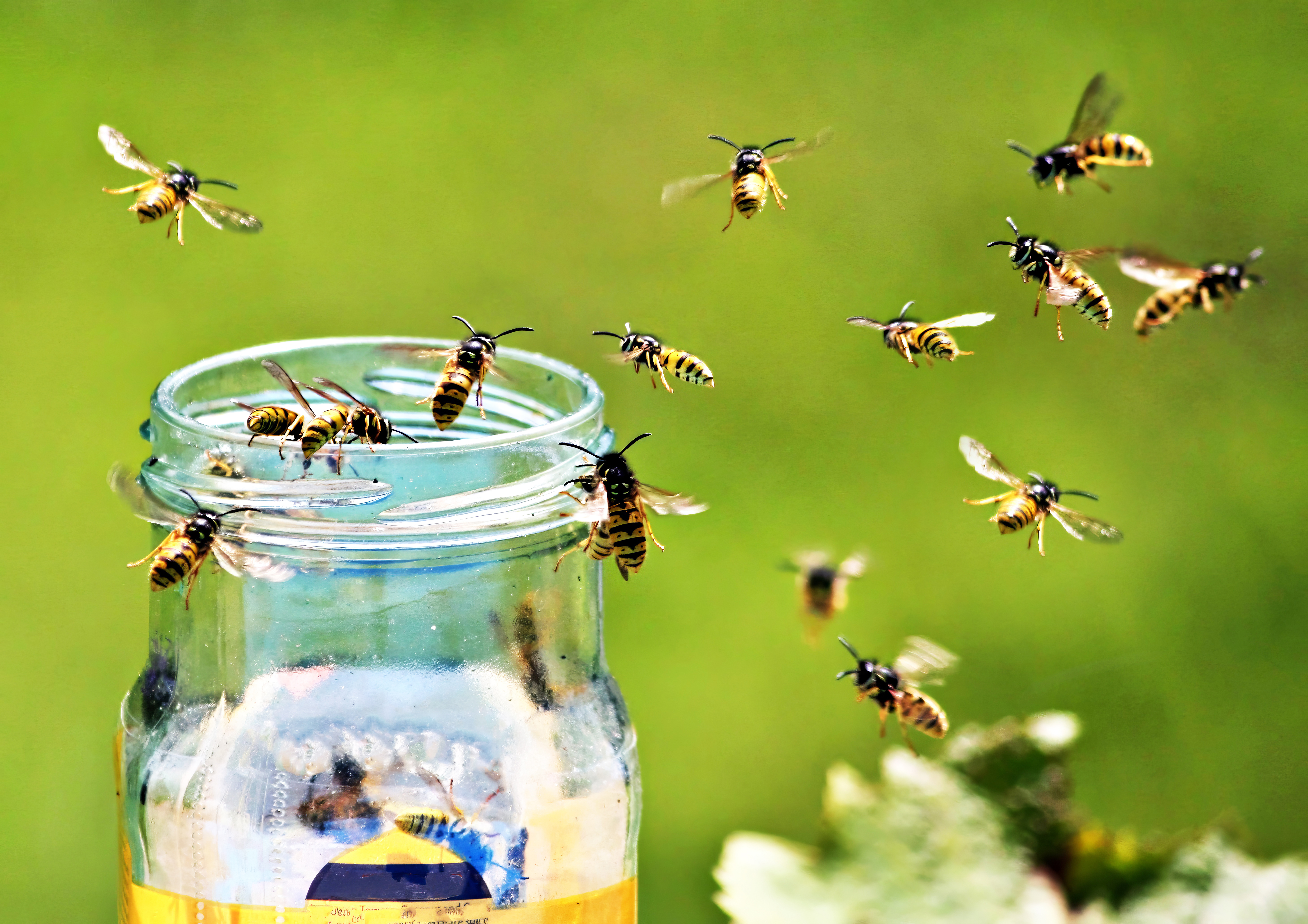 Wasps