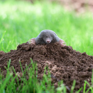 Moles