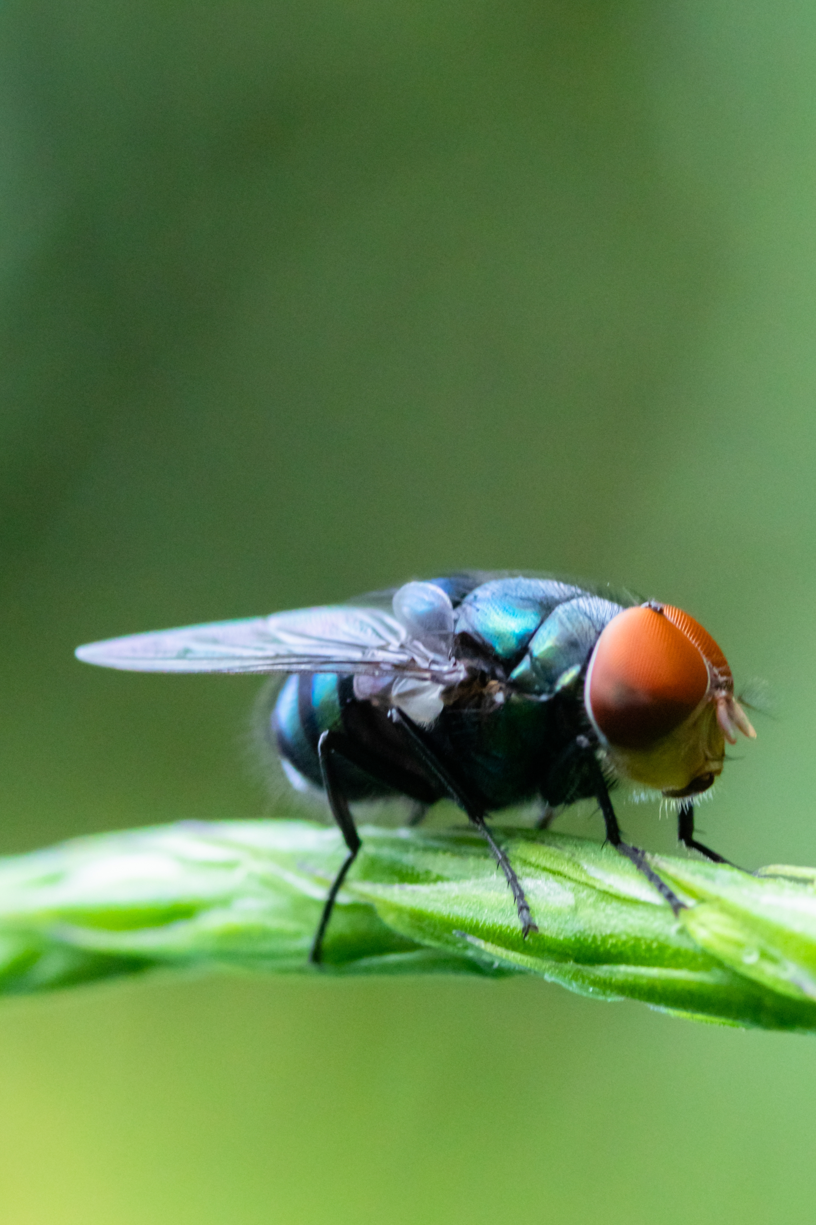 Flies